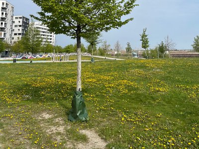 Sistem za zalijevanje mladih stabala pomoću vreća